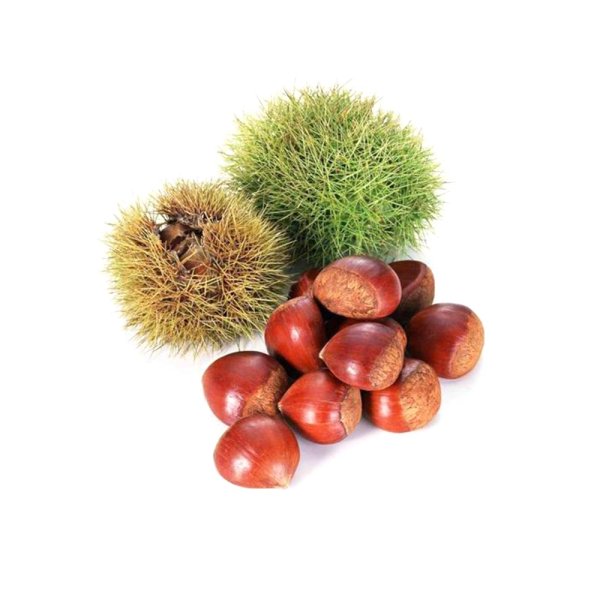新鮮な栗